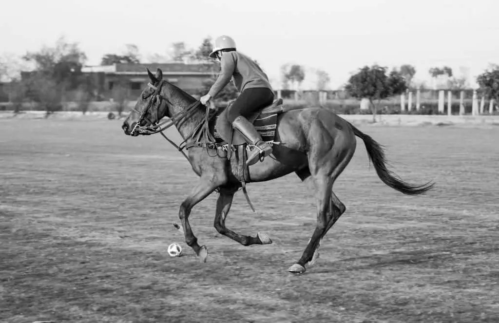 Chukka in polo