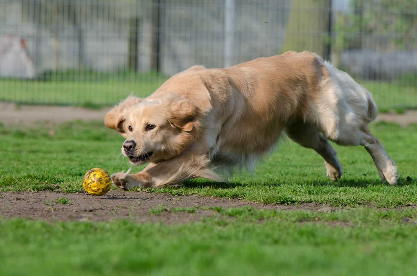 Are Lacrosse Balls Safe or Toxic For Dogs? The Truth Revealed!