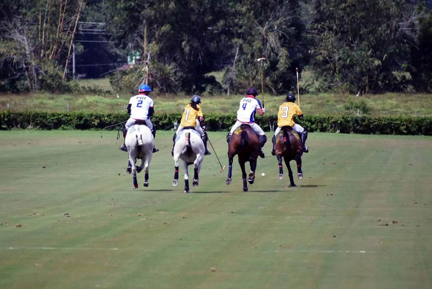 How fast do polo ponies run? Which Horses To Considered For Polo!