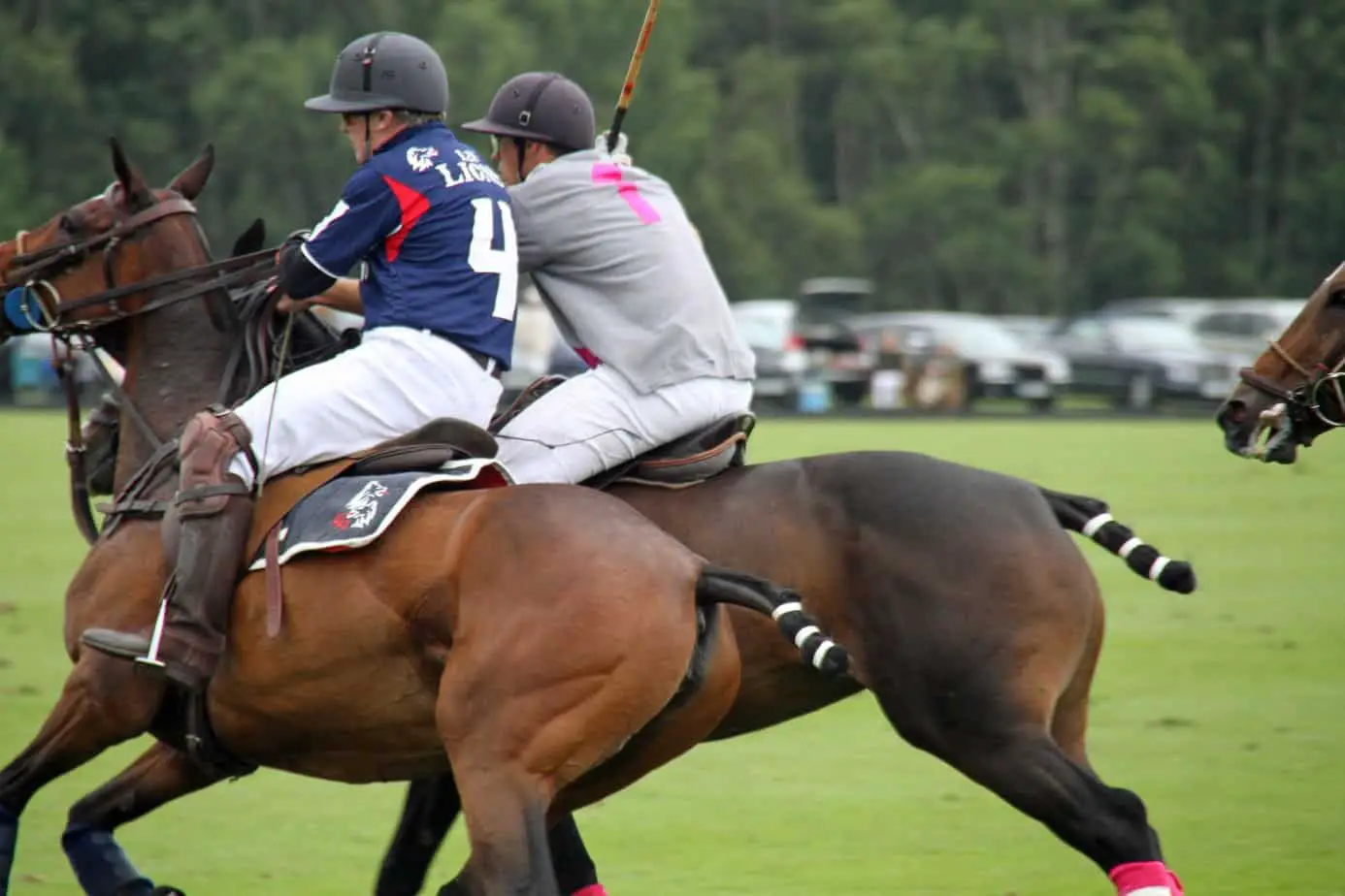 What Breed of Horse Is Used For Polo?