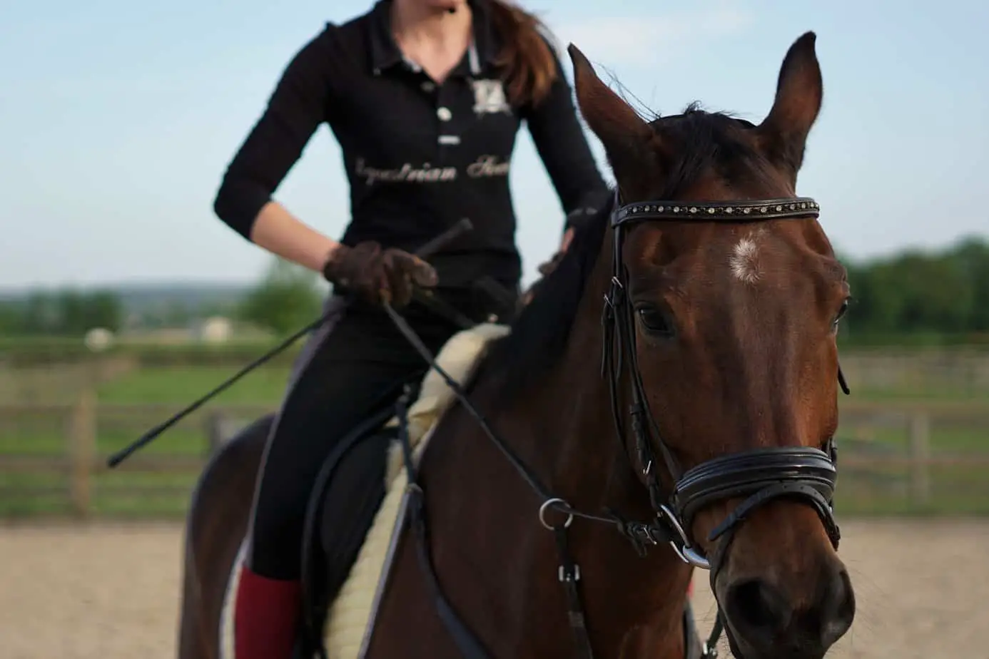 How Much Does A Polo Horse Cost? (Buy, Rent & Train Polo Horses)